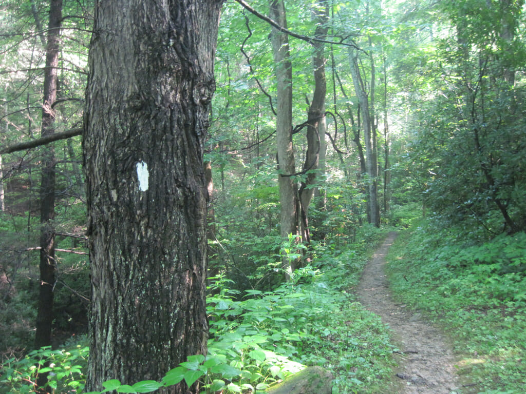 Appalachian Trail near Roan Mountain, TN