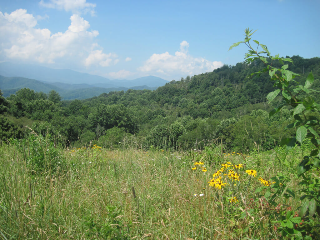 Great view on a ridge above Roan Mountain TN