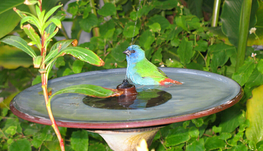 Inside the Butterfly World aviary