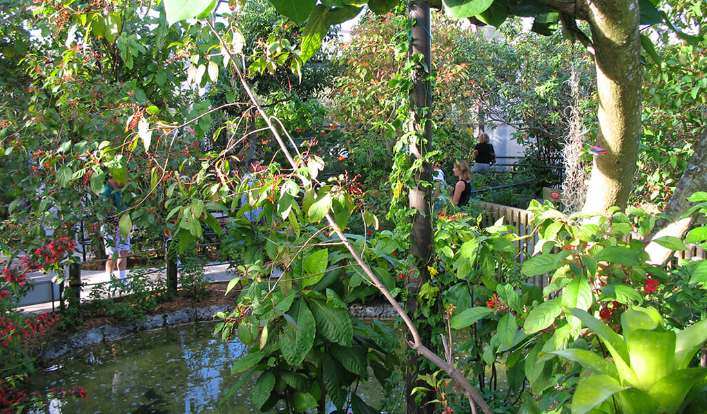 Inside the butterfly house at Butterfly World