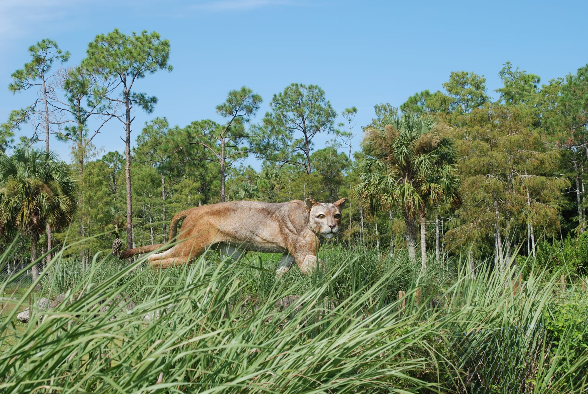 Massive Florida panther statue