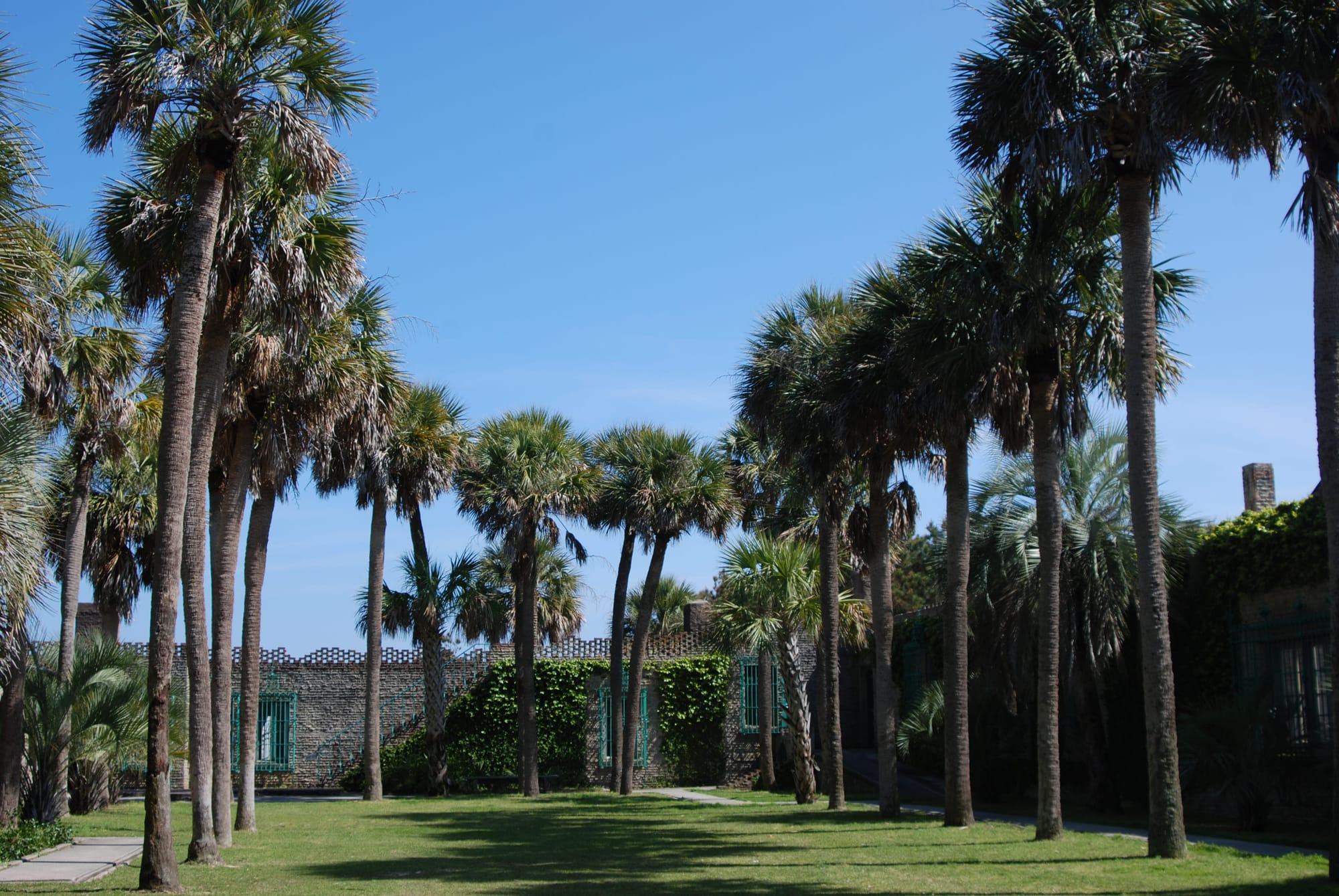 Walled garden with rows of cabbage palms outlining lawn