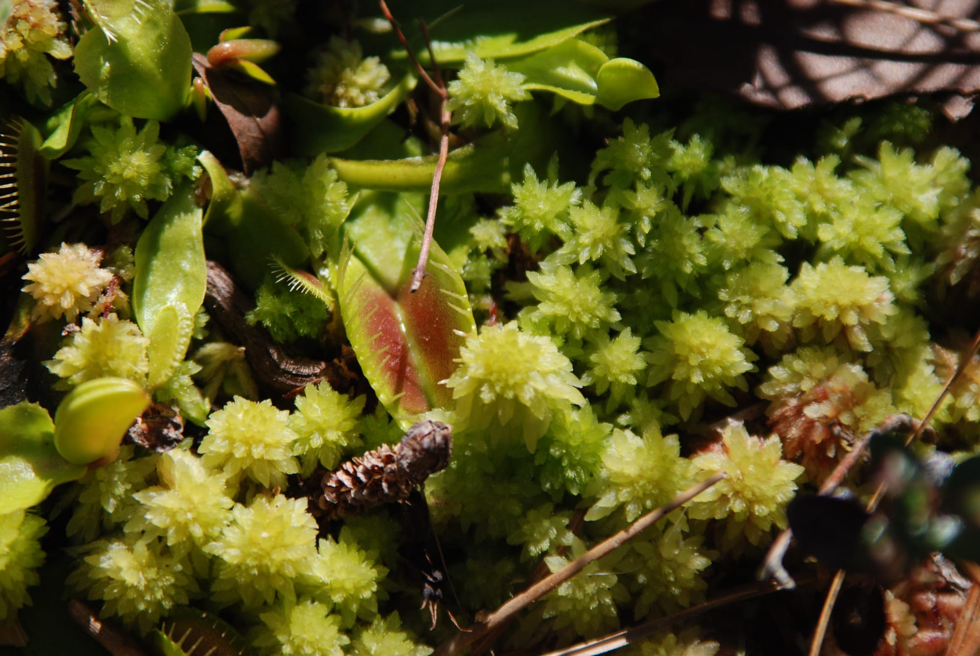 Close up of Venus flytraps in the wild