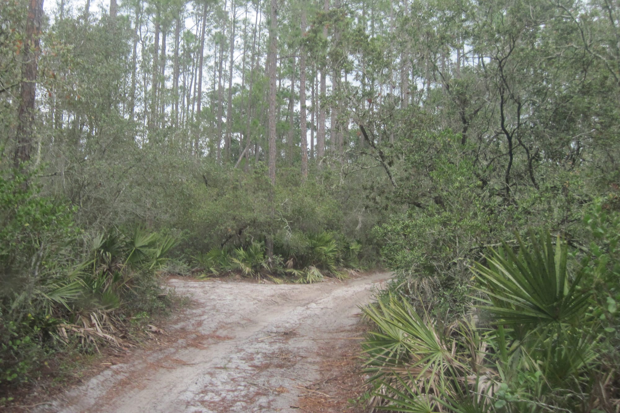 Junction in a Jeep road in a dense sand pine scrub forest