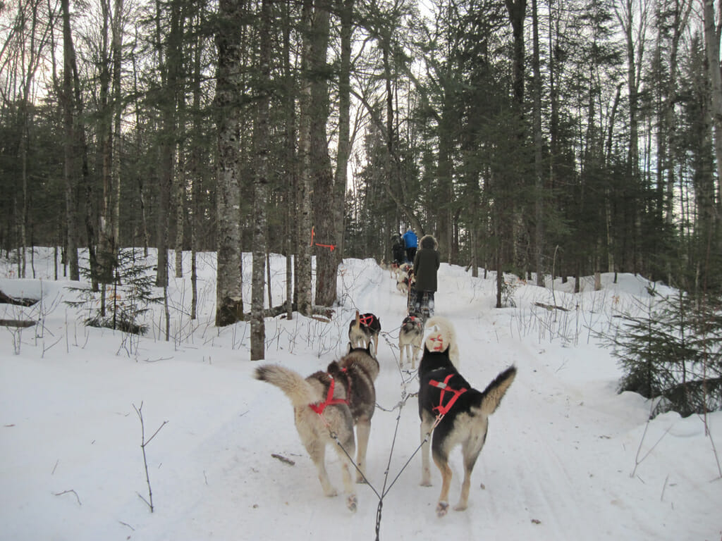 Dogsledding in the woods