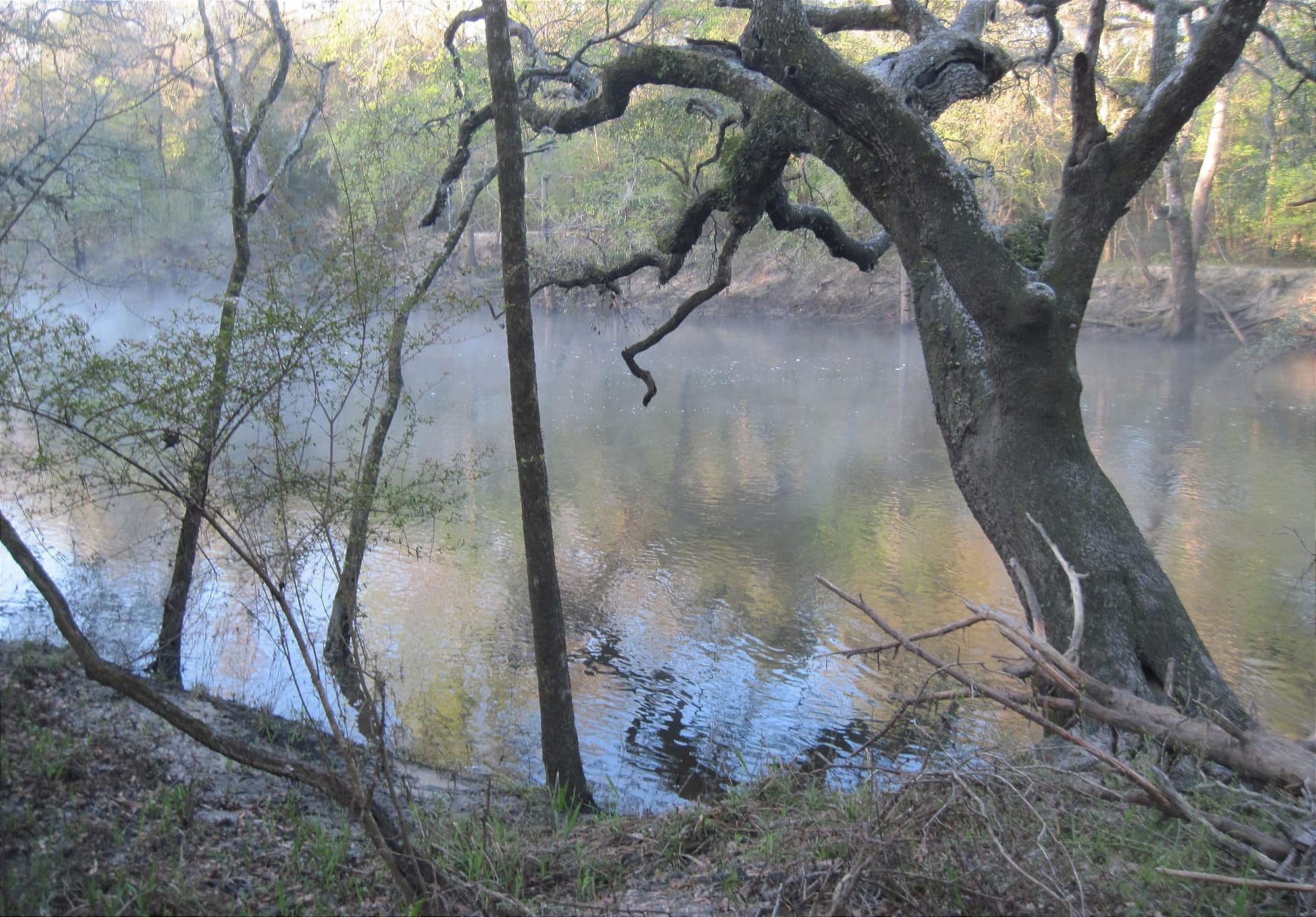 River flowing under a tree with fog rising off water