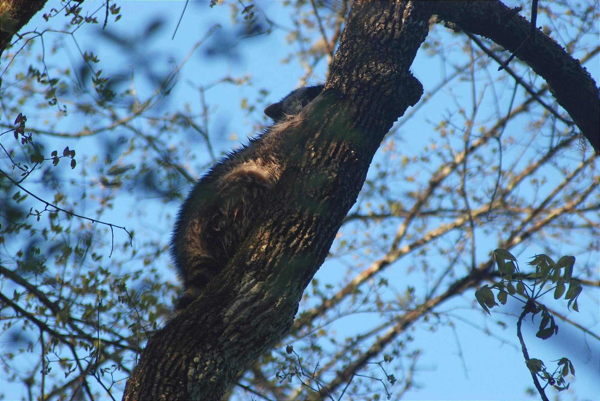 Raccoon clinging to tree branch