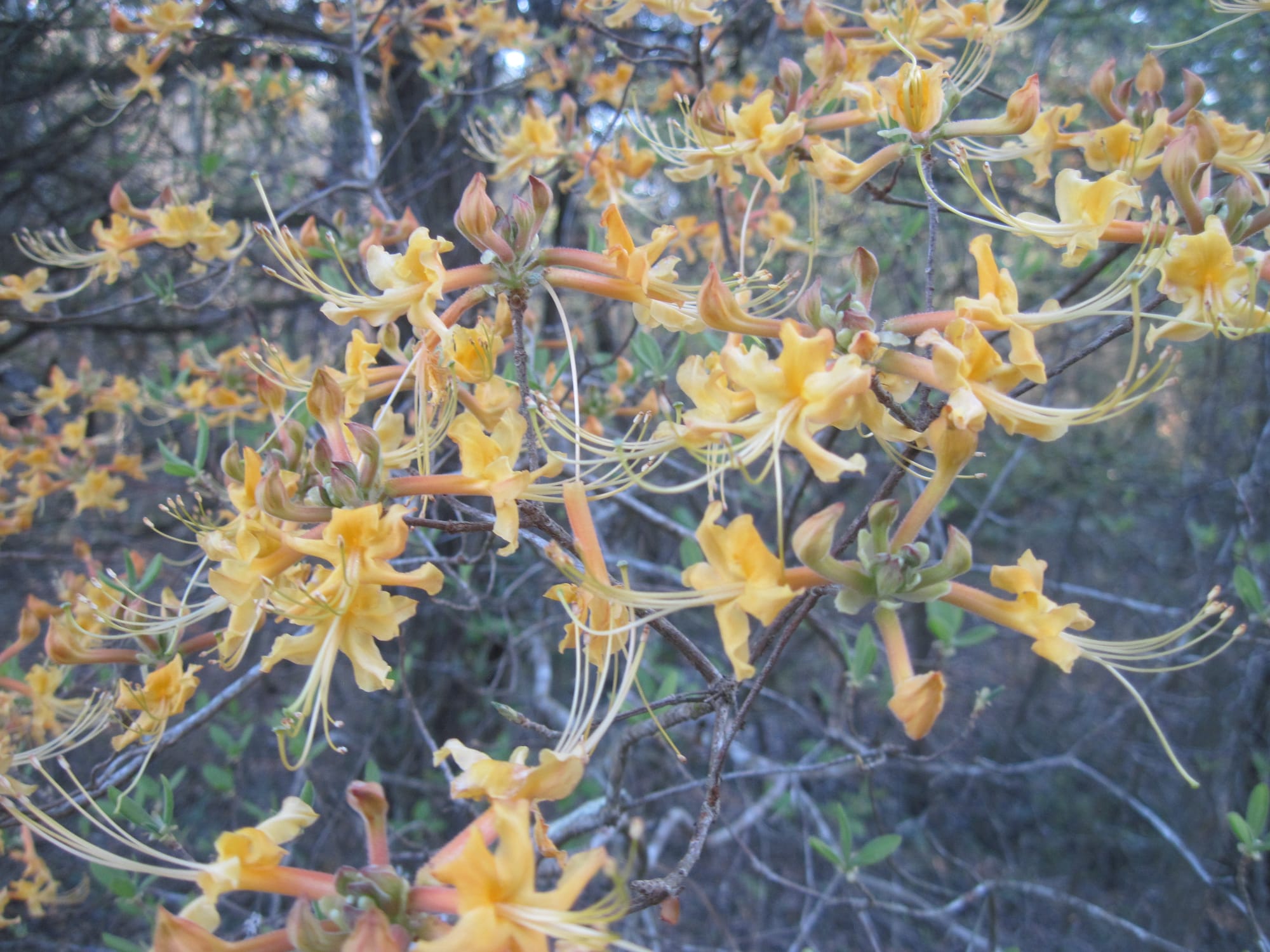 Orange colored wild azalea blossoms
