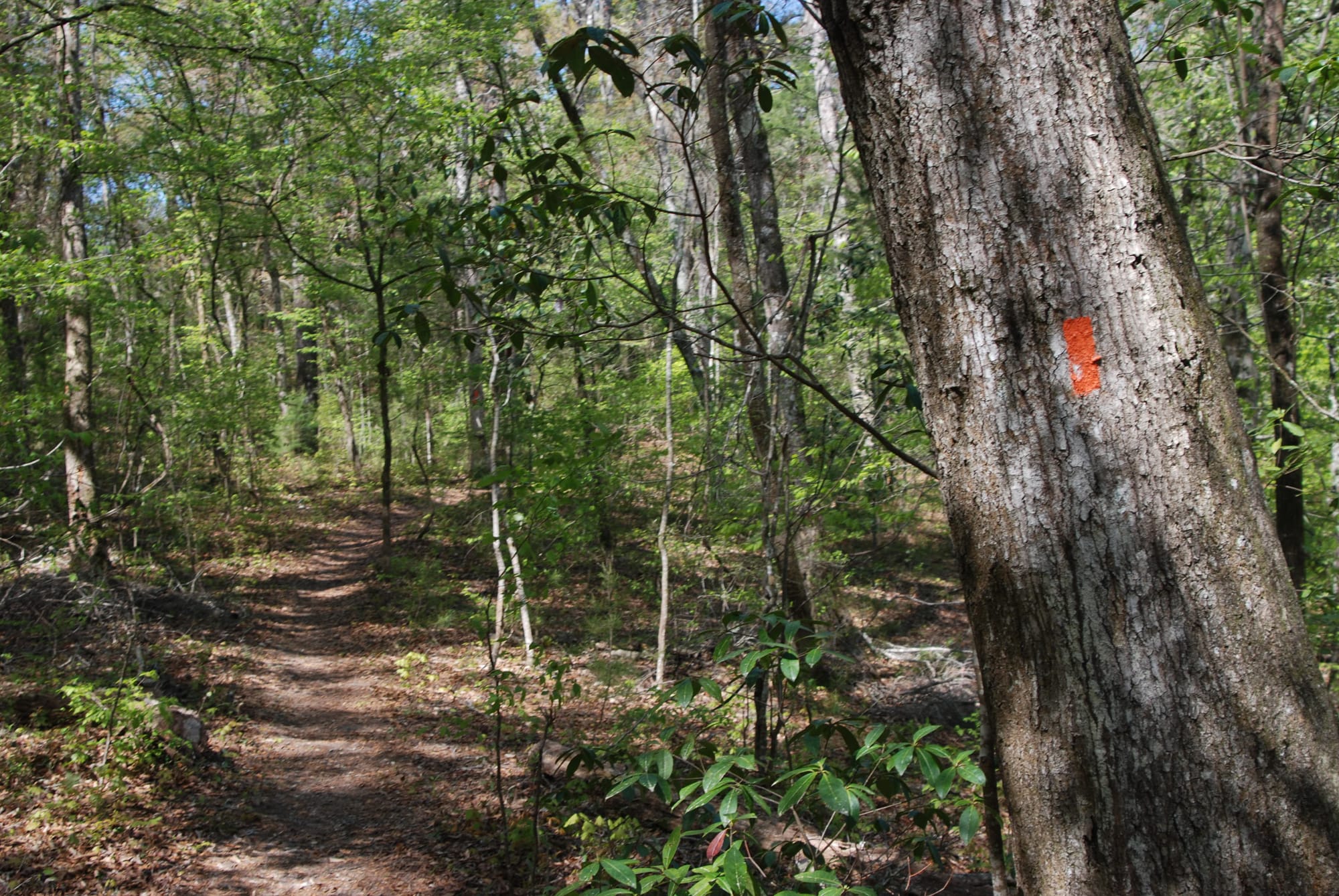 Orange blaze on oak in lush forest