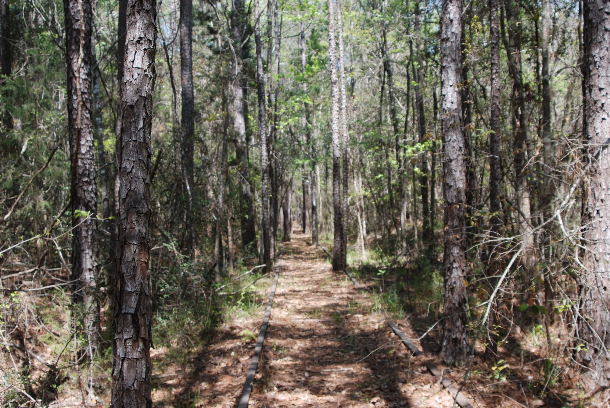 Abandoned railroad rails in a pine forest
