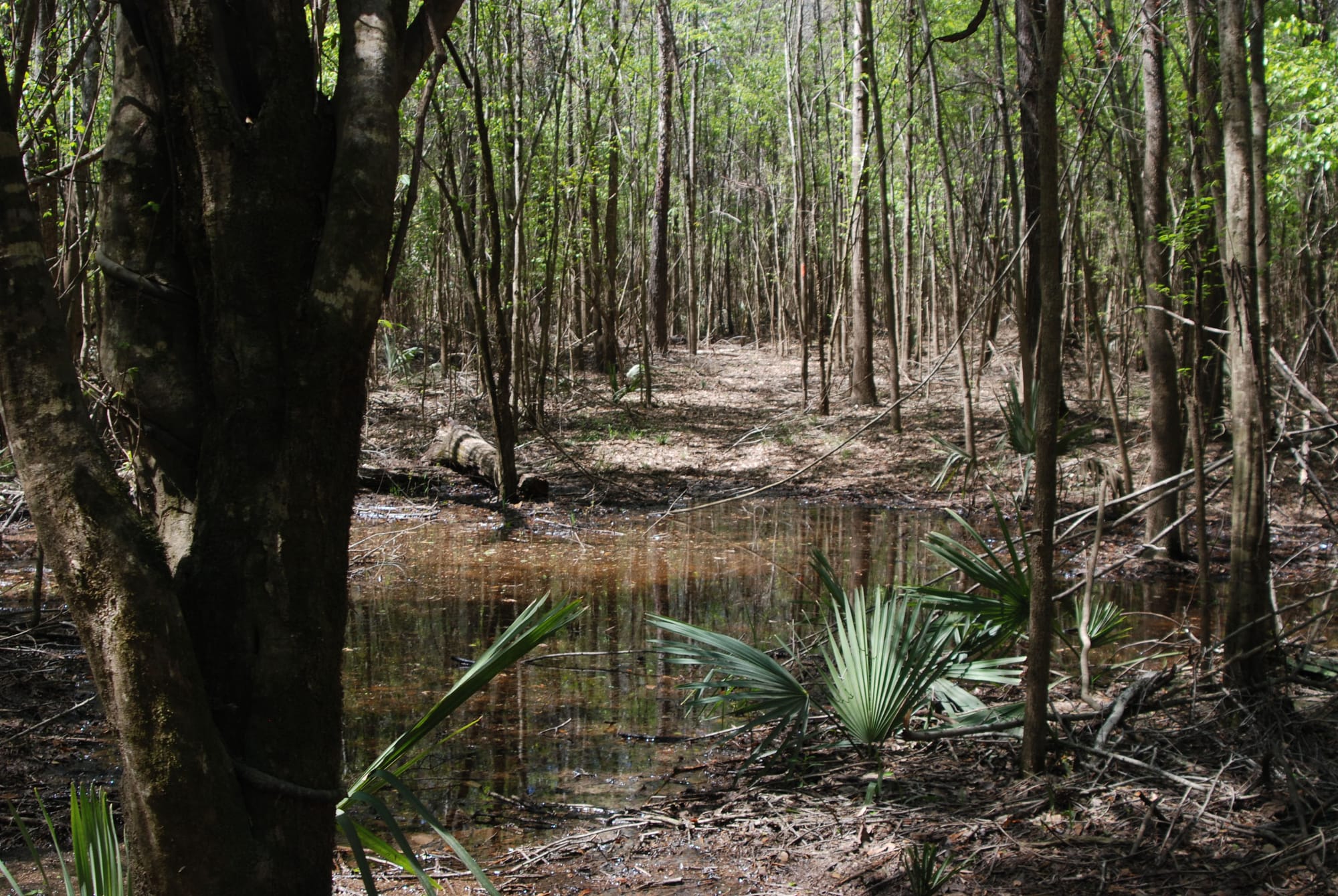 Puddle in a forest in a footpath