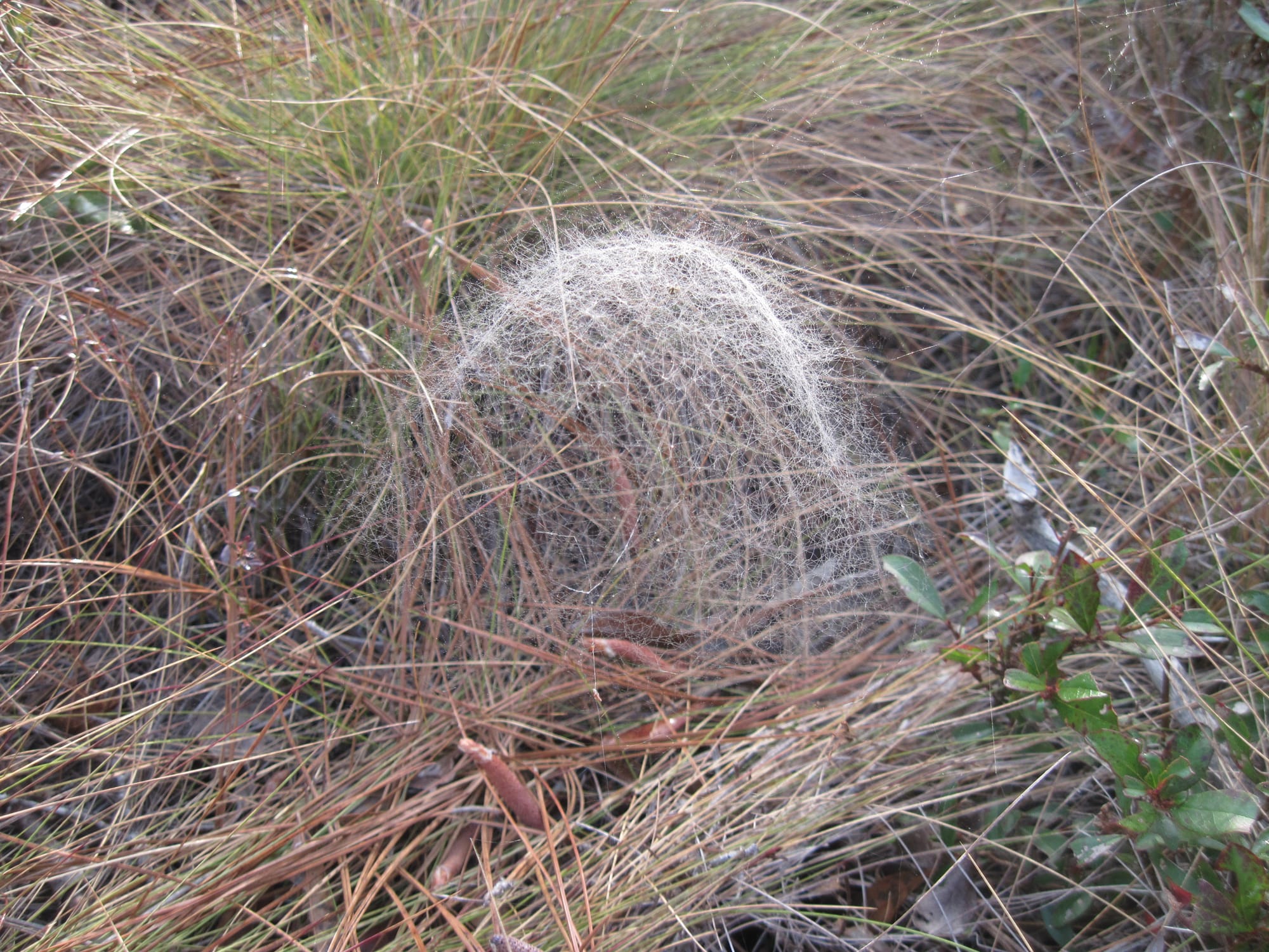 Silken web rising above pine straw