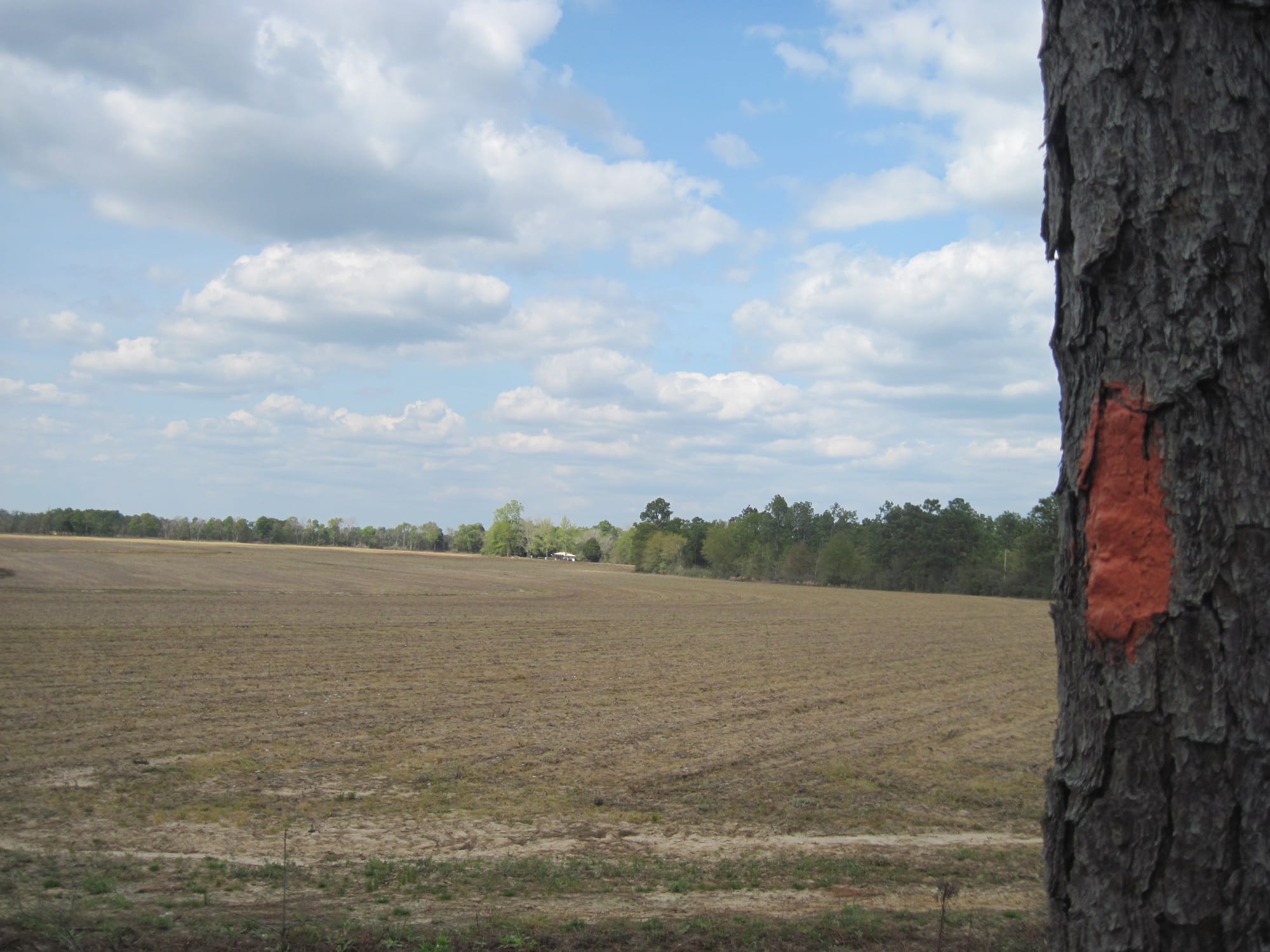 Orange blaze on pine next to sweeping view of plowed fields