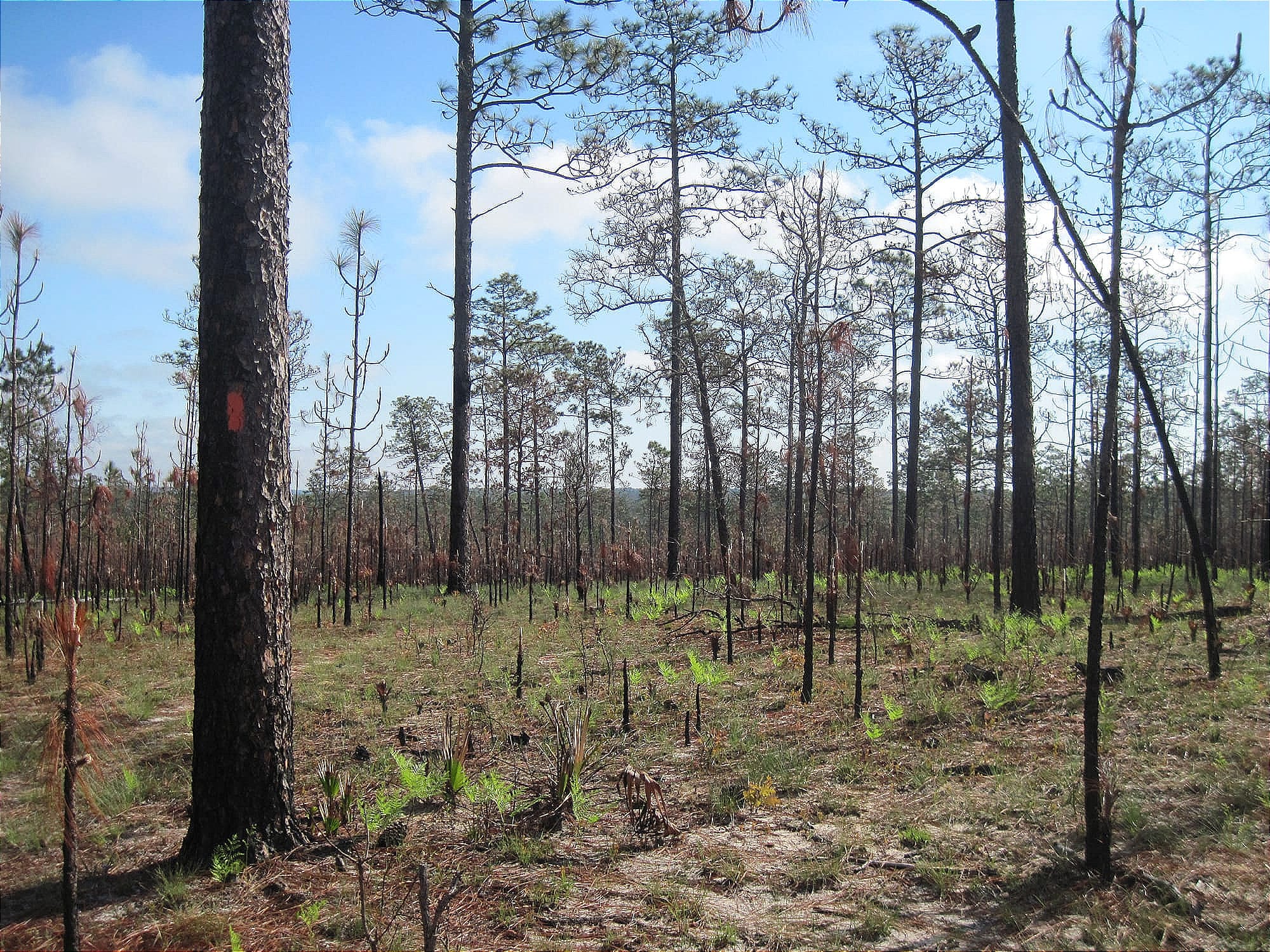 Charred forest with ridge beyond