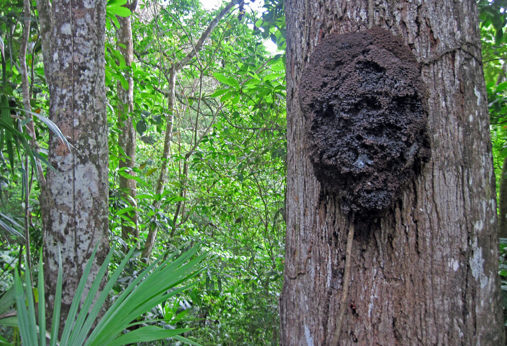 Termite nest Panama