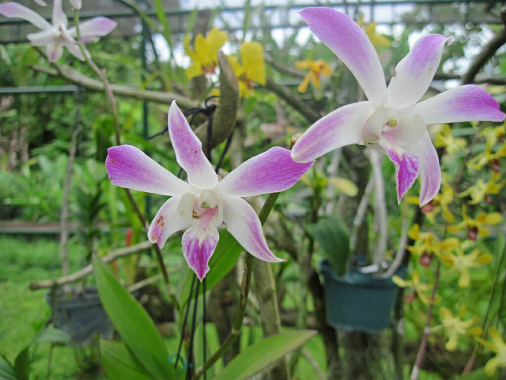 Orchids in Panama