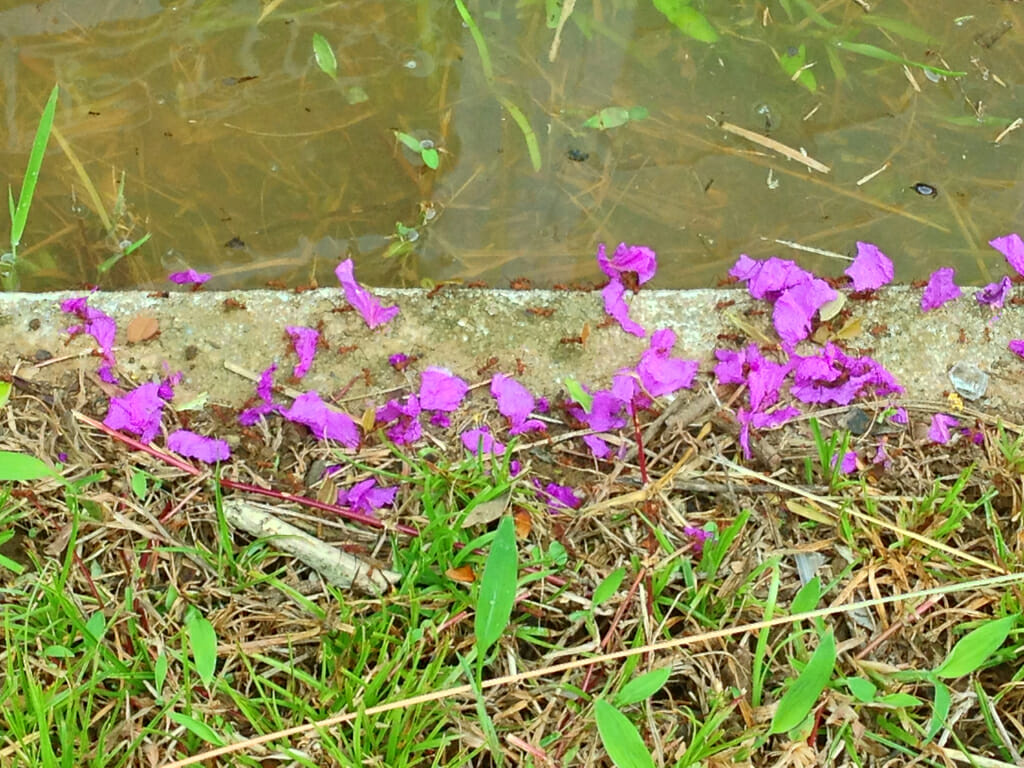 Leafcutter ants Panama