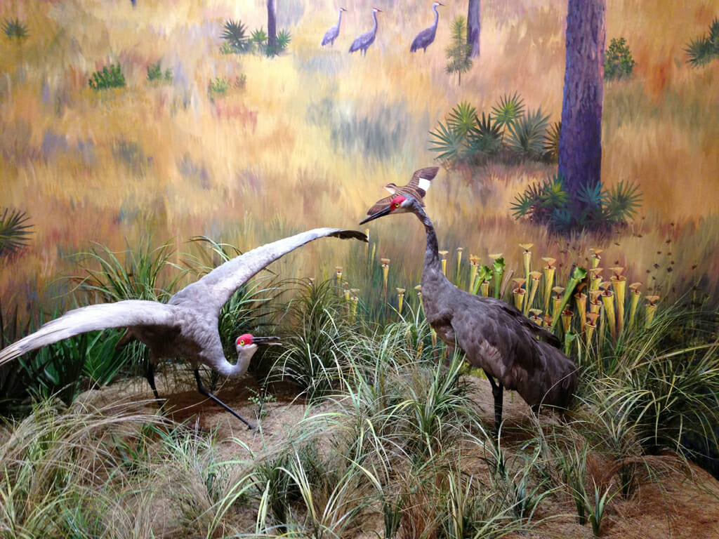 Mississippi sandhill cranes