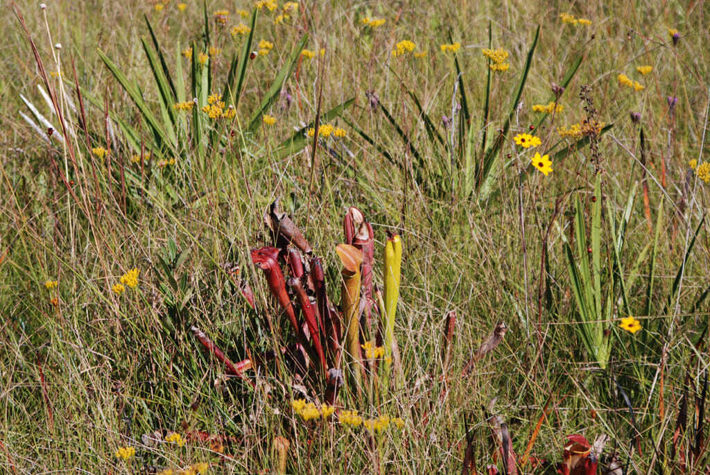 Pine savanna wildflowers Mississippi