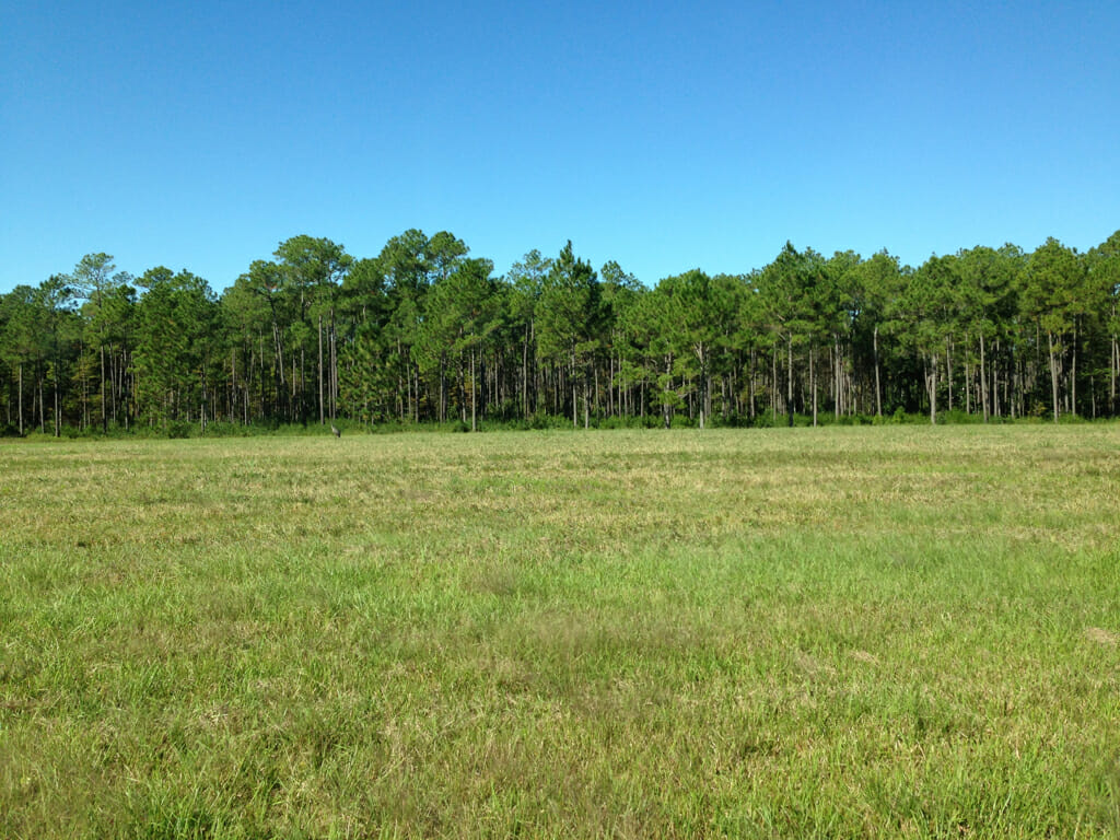 Mississippi sandhill crane  