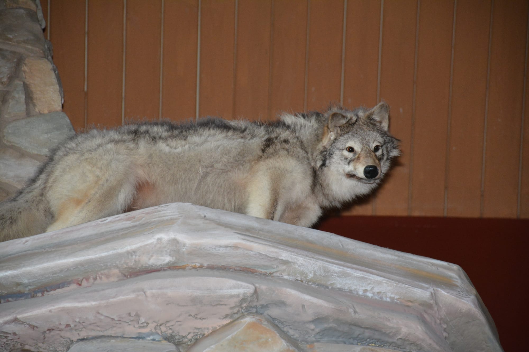 Taxidermied wolf in hotel