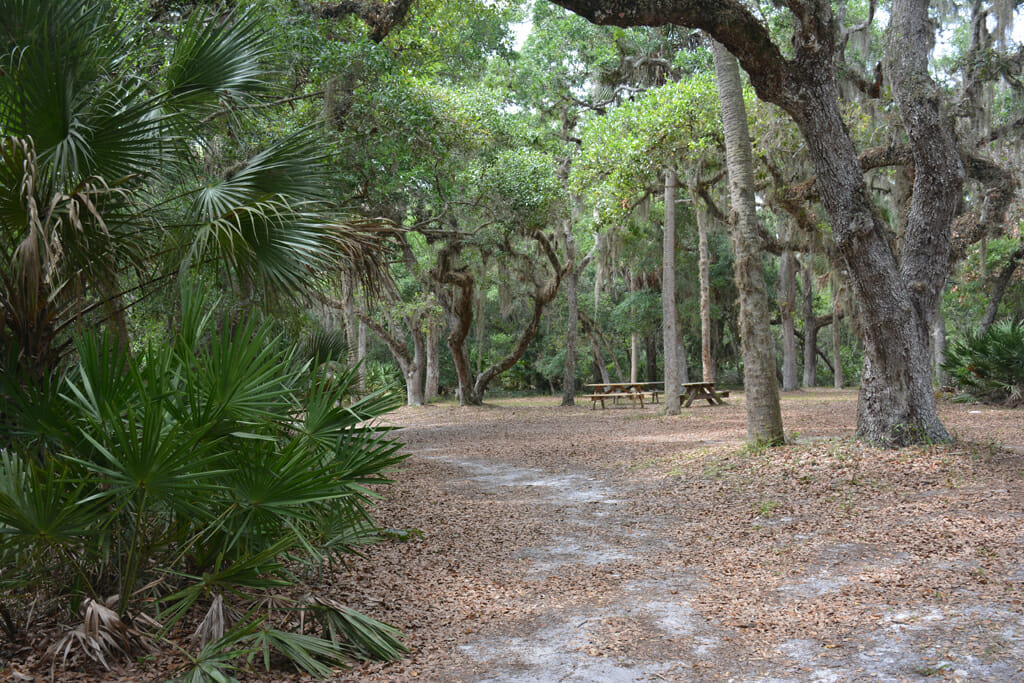 Live oak canopy at Washington Oaks