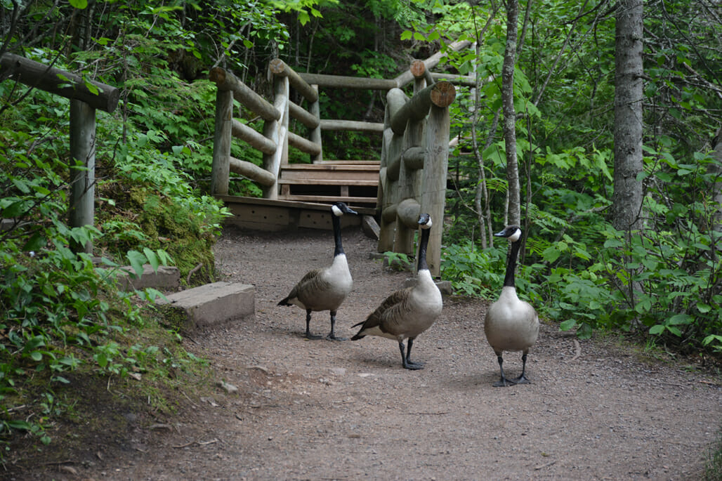 Canada geese on trail
