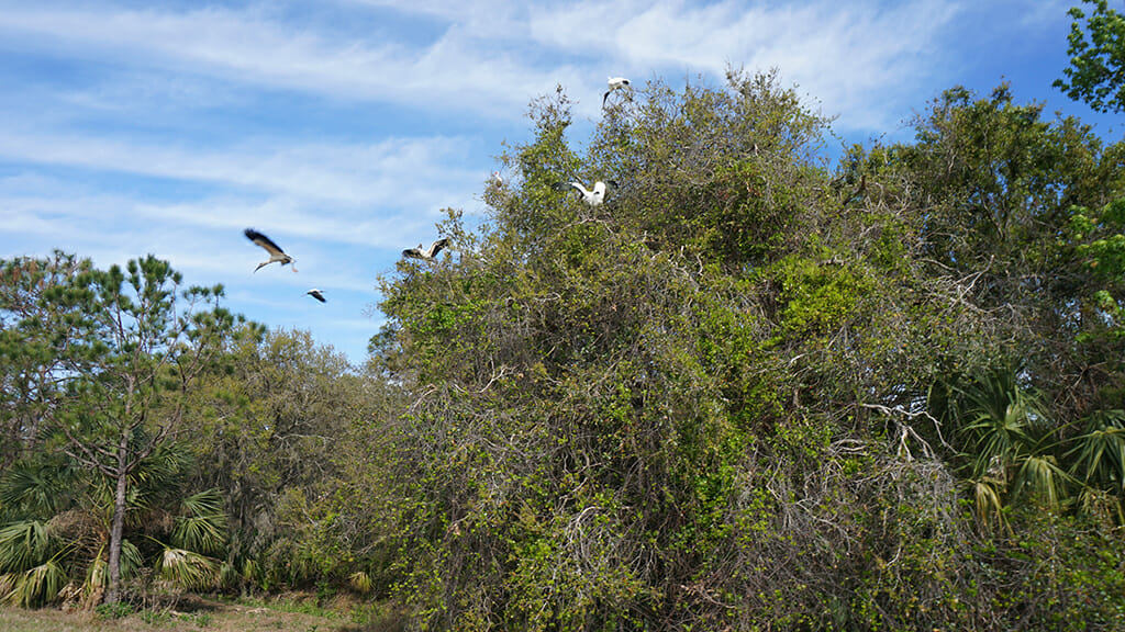 Wood storks in flight at Orlando Wetlands Park