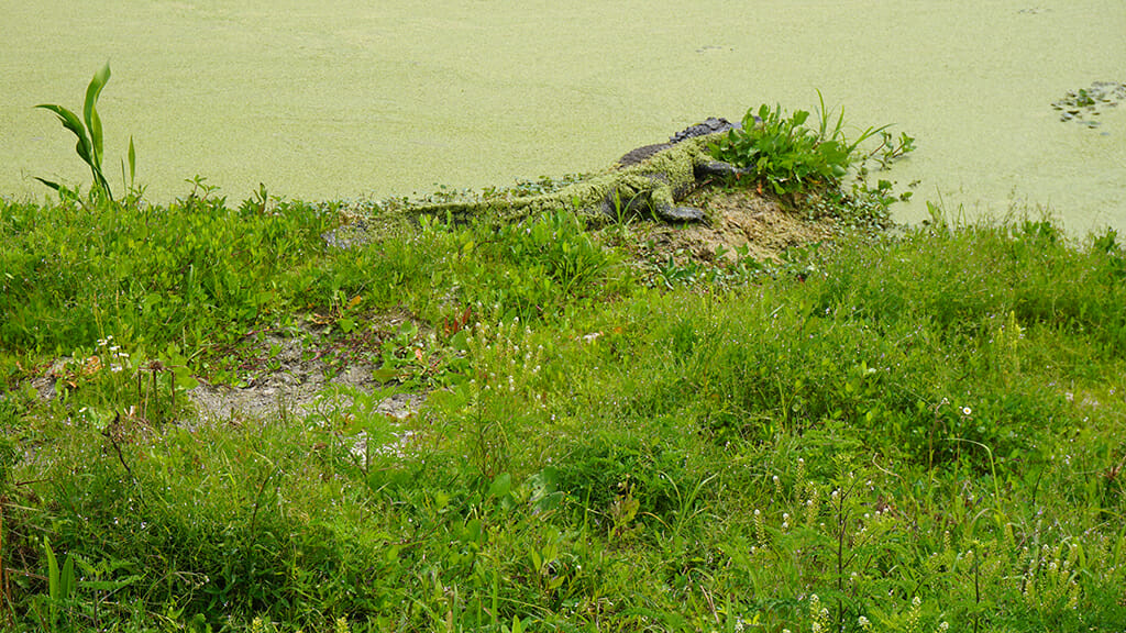 Alligator at Orlando Wetlands Park