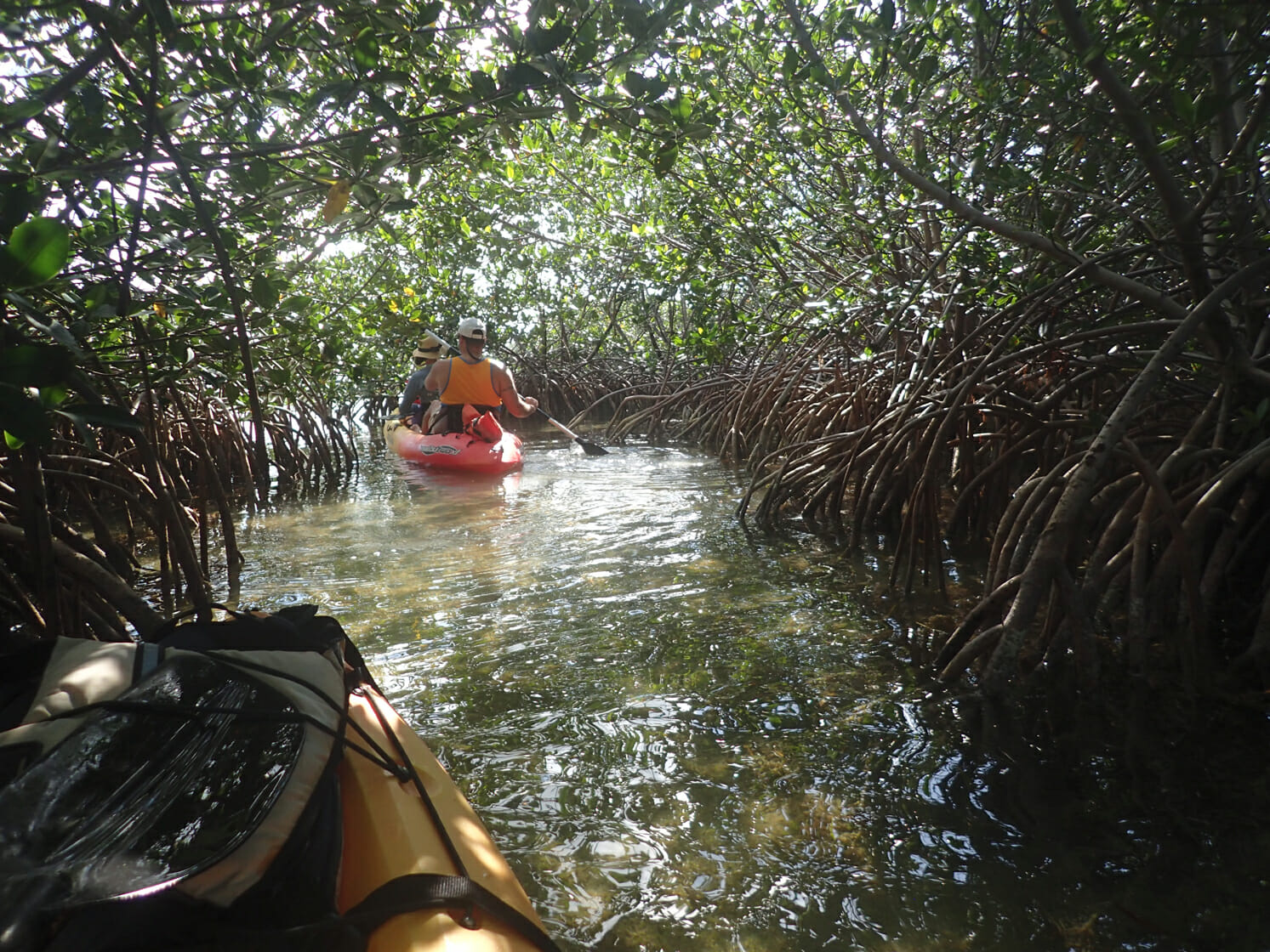 Key West Ecotours mangrove tunnel