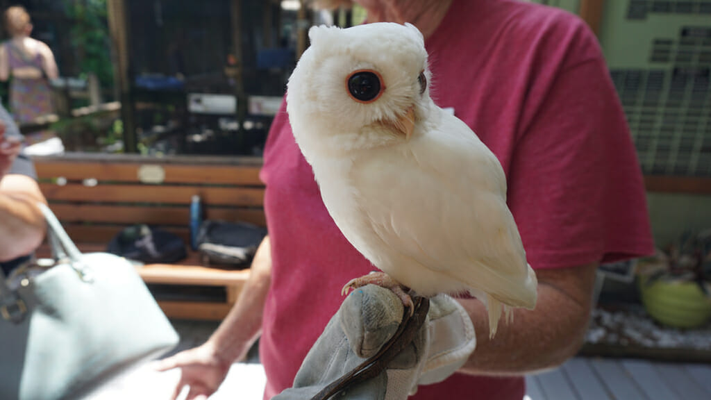 Luna white owl