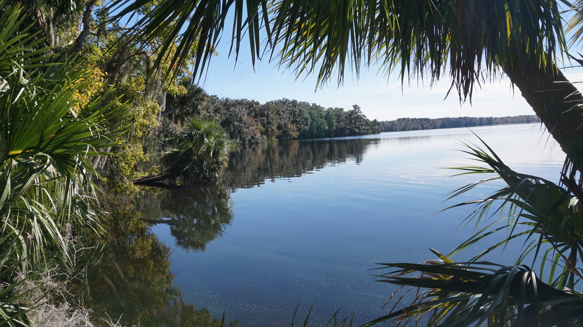 Waterway edged by wild forest