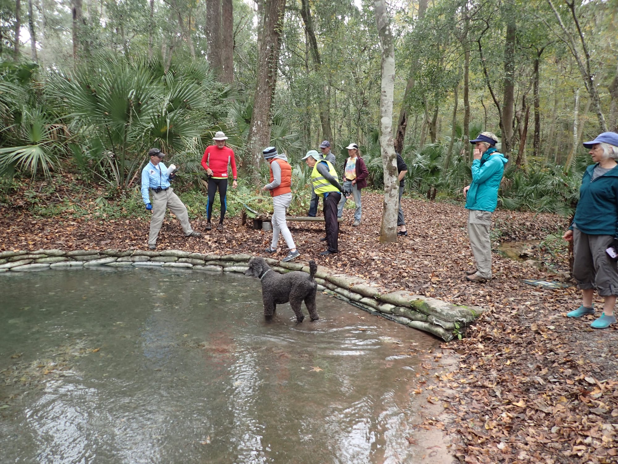 People standing around pool of water in woods with a large poodle in it