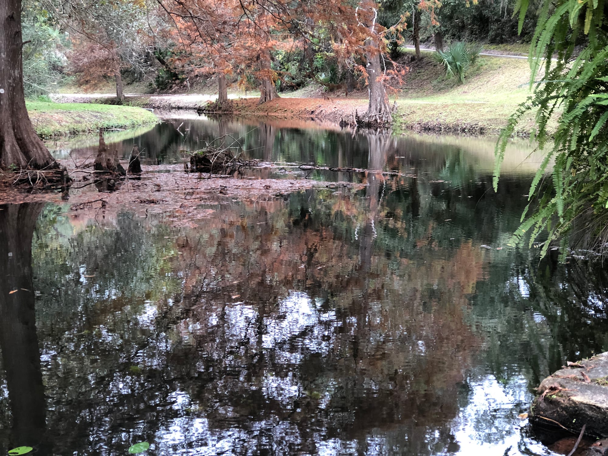 Large dark pool of water with tree reflections