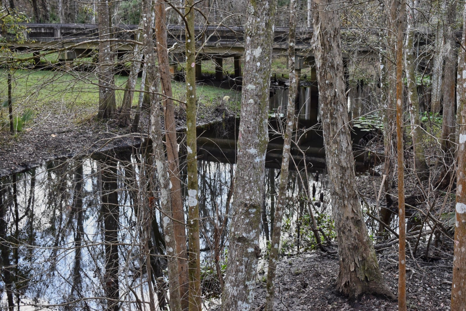 Dark creek reflecting trees