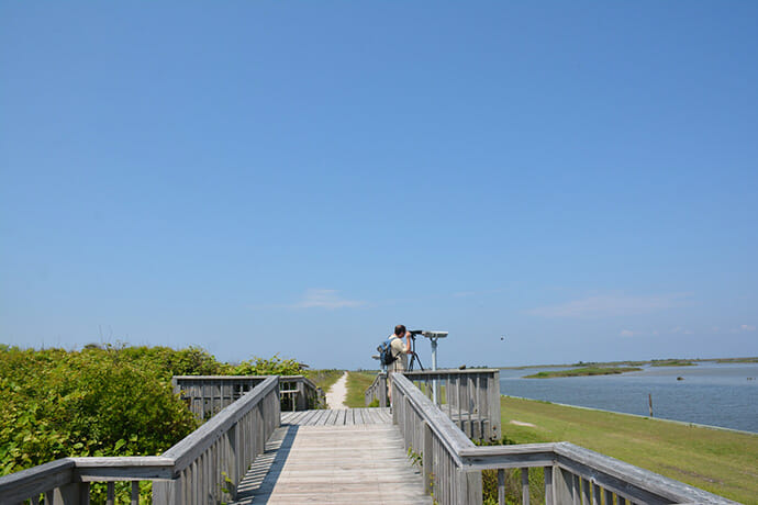 Birder at Pea Island NWR