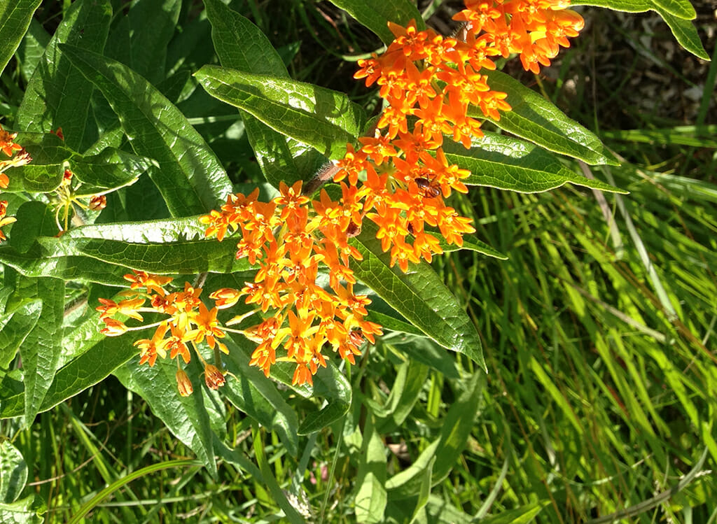 Butterfly milkweed in Iowa prairie