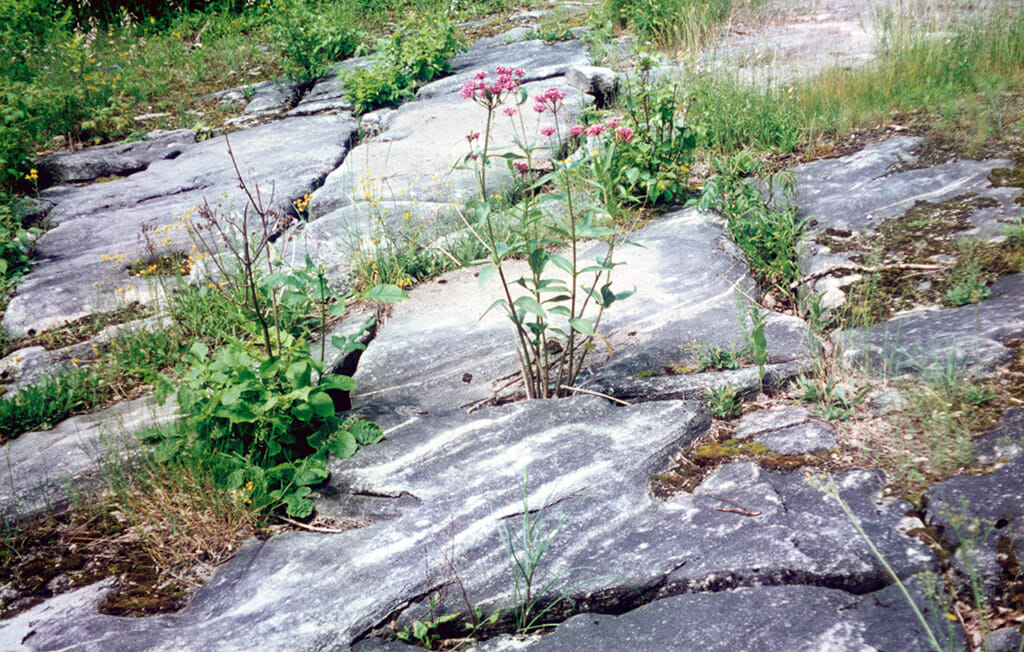 Wildflowers growing from the Canadian Shield
