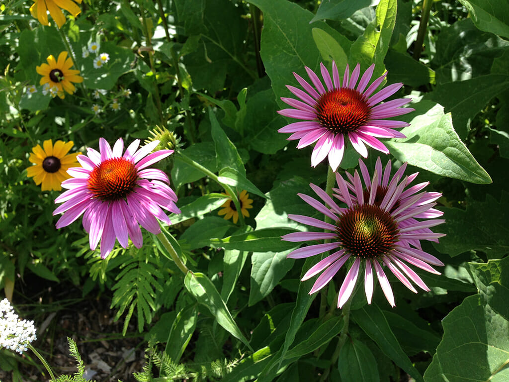 Coneflower