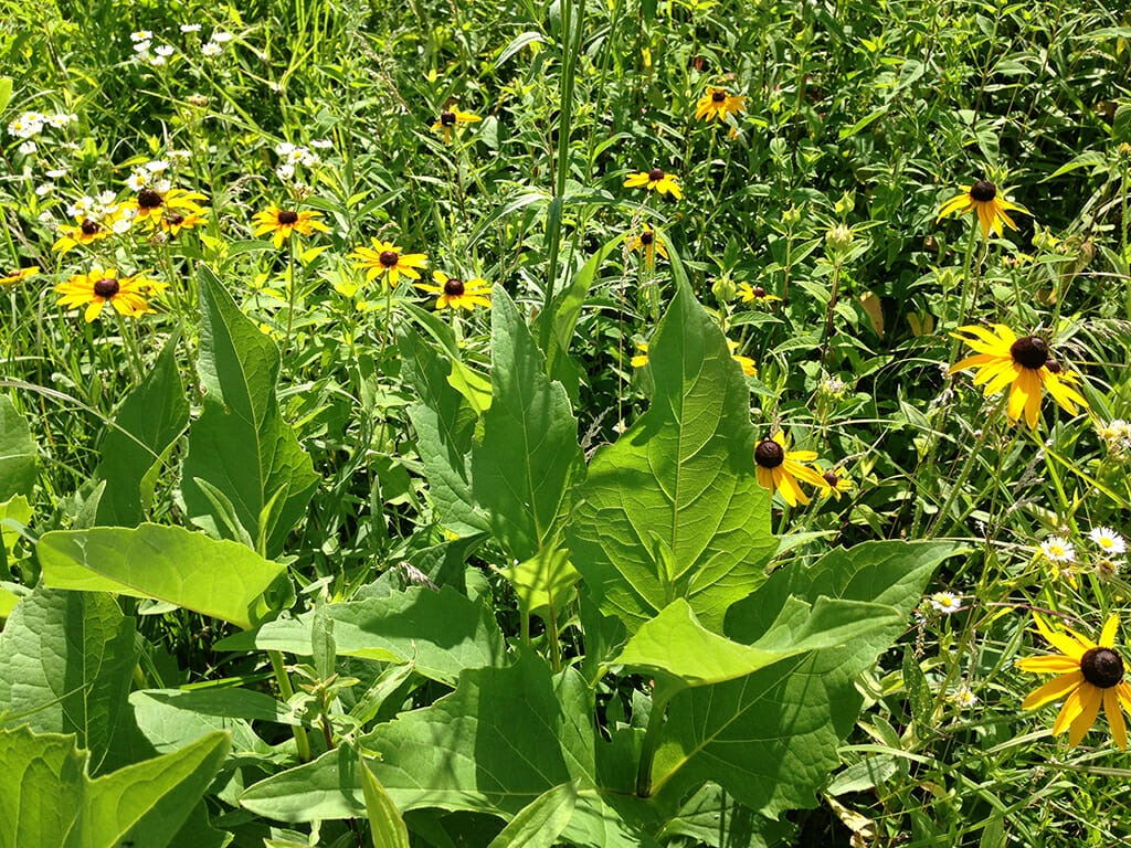 Coreopsis in bloom amid the prairie grasses