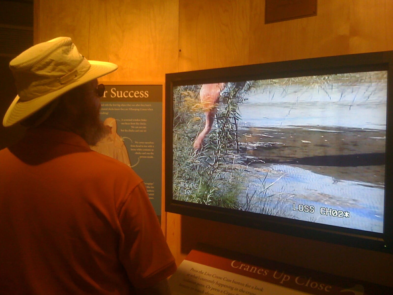 Crane cam at International Crane Foundation