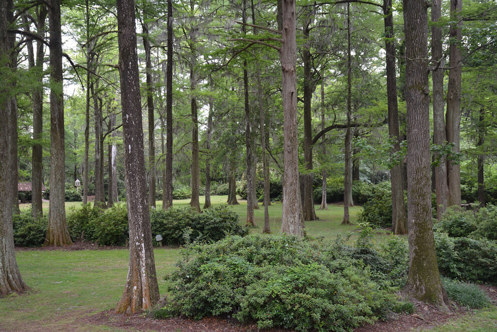 Edisto Gardens