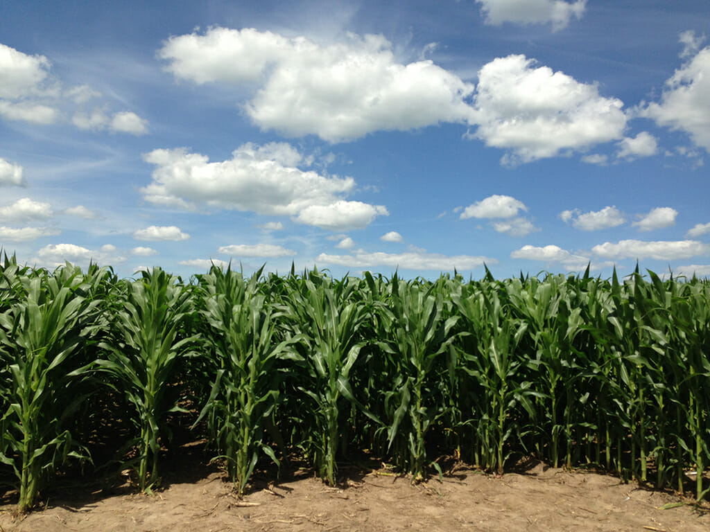 Field of Dreams cornfield