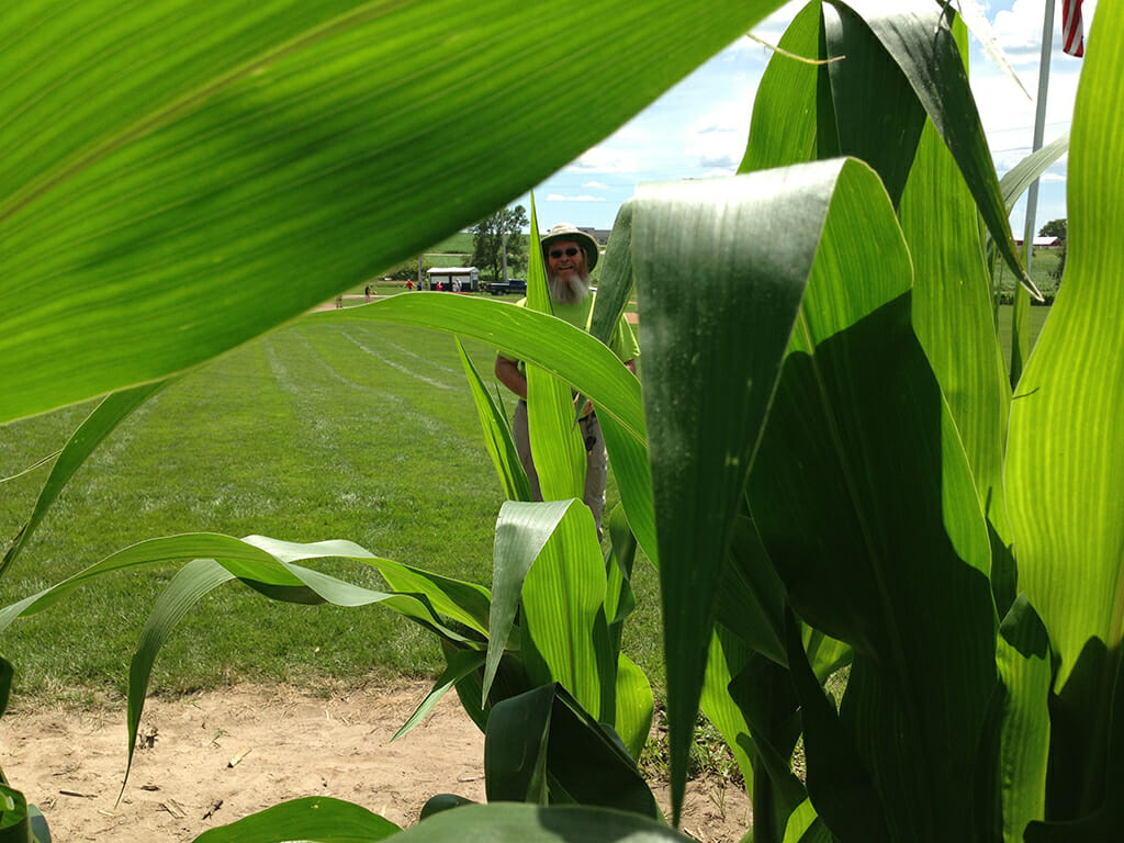 Field of Dreams cornfield