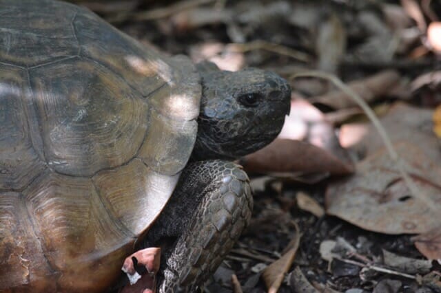 gopher tortoise at Barefoot Beach