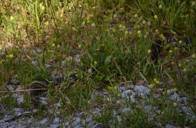 Gray-banded kingsnake