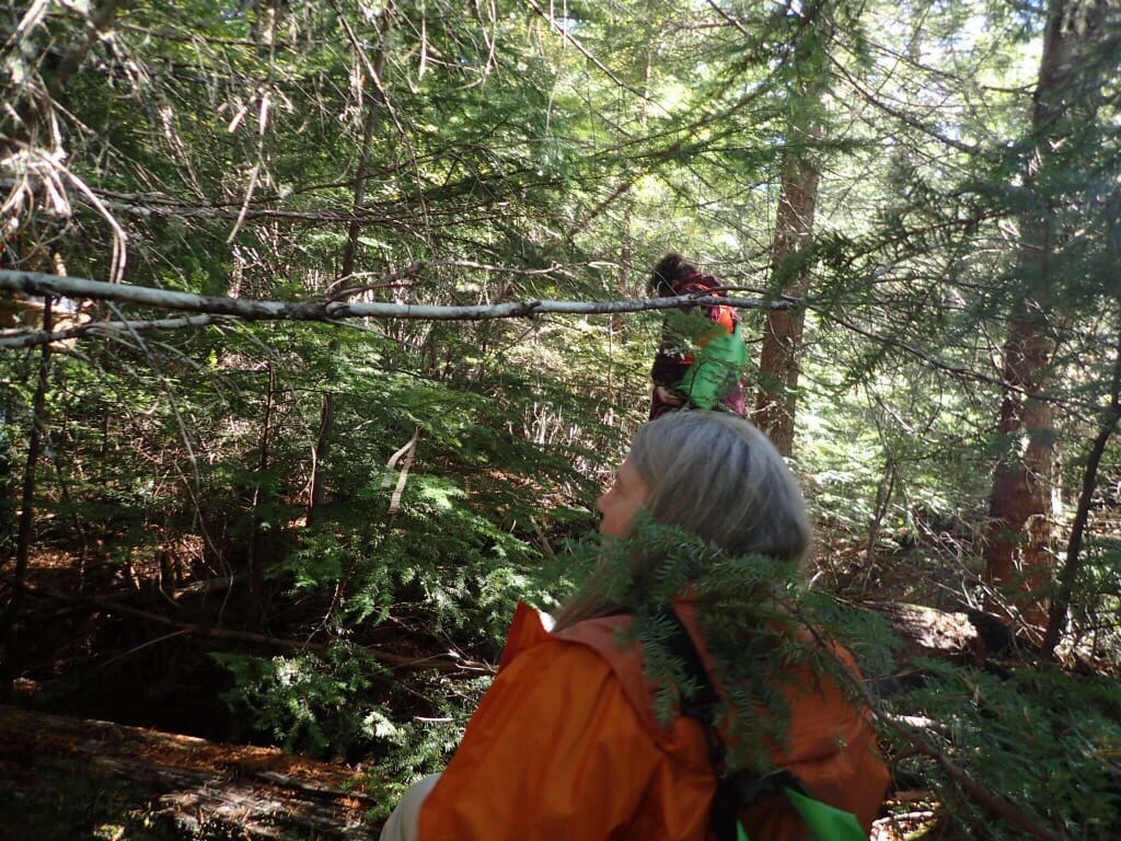 Hood River National Forest is very dense