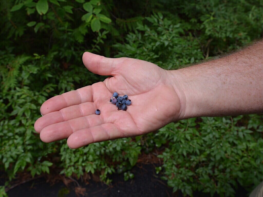 Wild blueberries 