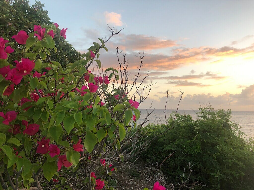 Tropical forest Pineapple Beach Club