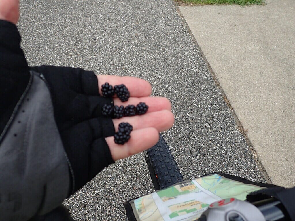 Fresh picked blackberries